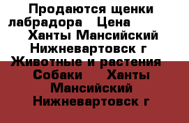 Продаются щенки лабрадора › Цена ­ 35 000 - Ханты-Мансийский, Нижневартовск г. Животные и растения » Собаки   . Ханты-Мансийский,Нижневартовск г.